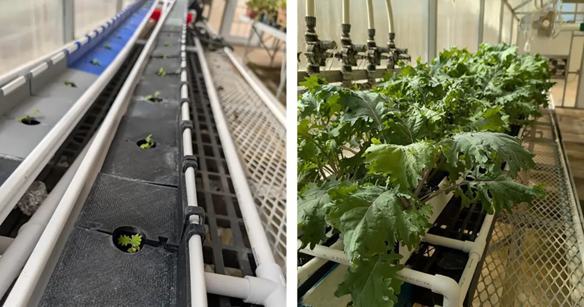 kale growing in hydroponic system