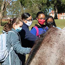 horses on campus