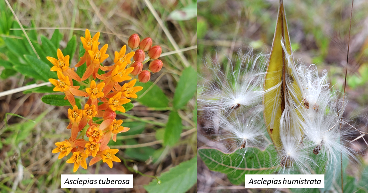 asckepias tuberosa and asclepias humistrata