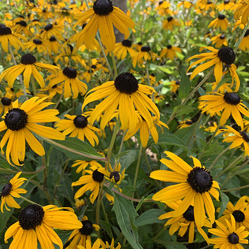 yellow flowers